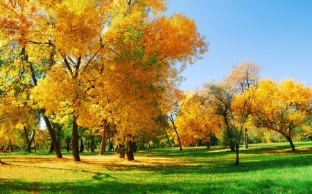 Autumn Beauty - field, trees, nature, autumn