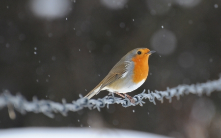 Little Bird - snow, macro, bird, nature