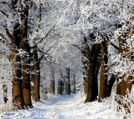 Snow Landscape - forests, trees, snowy, road, snow, Winter, Landscape