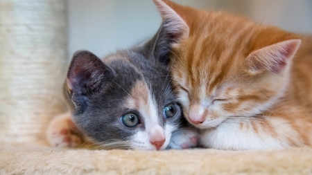 Together. - orange, kittens, two, gray