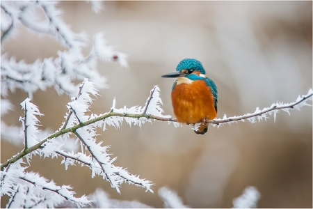 Winter Bird - animal, bird, winter, snowflake, branches, trees