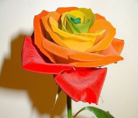 Multicolored Rose - rose, petals, flowers, nature, multicolored