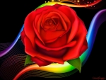 RED ROSE