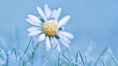 Frozen Camomile - nature, ice, frost, photography, chamomile, flower