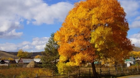 autumn field - cool, field, fun, trees, nature, autumn