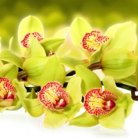 Orchids