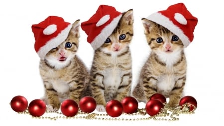 Christmas Kittens - christmas, kittens, cats, holidays, animals