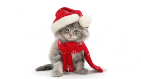 Christmas Kitten - cute, animals, cats, christmas kitten