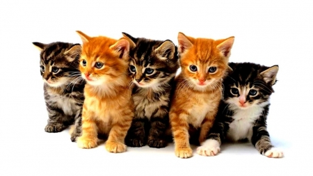 Kittens - cute, animals, kittens, cats