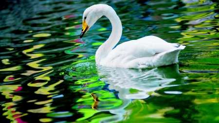 Beautiful Swan F - bird, water, avian, swan, beautiful, photography, photo, wide screen, animal, wildlife