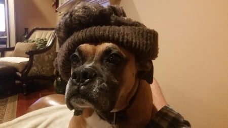 My New Hat - Dogs, Boxers, Pets, Hats