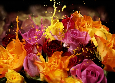 Splash of Roses - roses, flowers, splash, colors