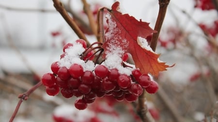 First Snow - snow, berries, bunch, autumn