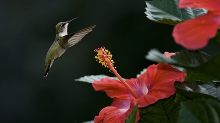 Hummingbird - bird, flowers, hibiscus, leaves