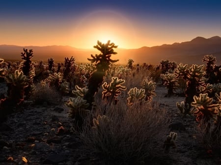 Beautiful Sunset - cactus, nature, desert, mountain