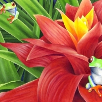 red eyed frog on bromelia