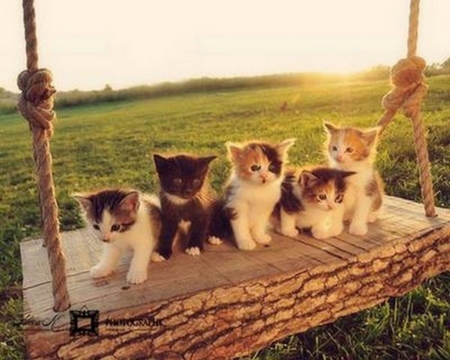 Cute Kittens - animal, kittens, kitty, cat