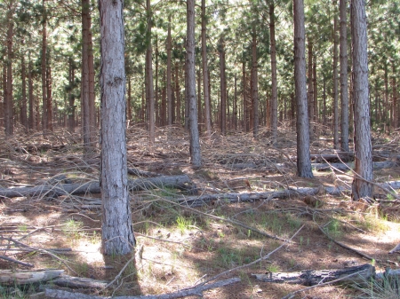 arbol - bosque, monte, arbol, campo