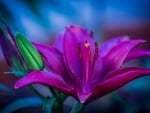 Purple Lily