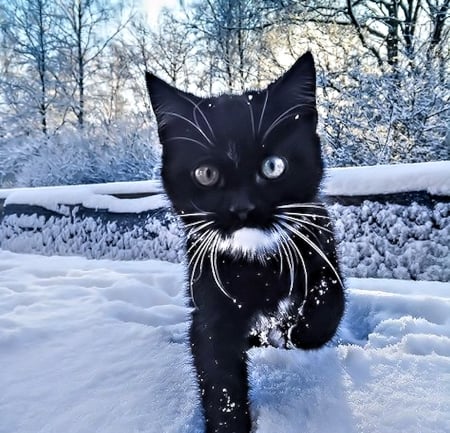 Cat in Snow - animal, winter, cat, snow