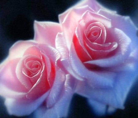 ✿⊱•╮Pink Pair╭•⊰✿ - flowers, roses, lovely still life, pink pair, nature, pink, love four seasons