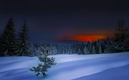 Winter Evening - sky, landscape, clouds, trees, sunset, colors, snow