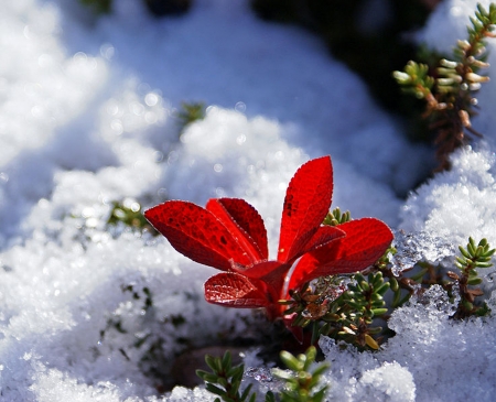 Mountain Bearberry in Snow - winter, nature, bearberry, snow