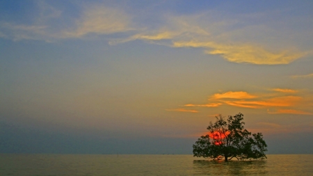 Tree and a Sunset - river, clouds, tree, sky