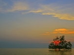 Tree and a Sunset