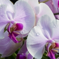 Orchids