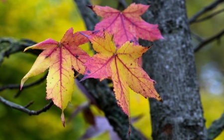 Autumn - pink, black, leaf, yellow, tree, autumn, green