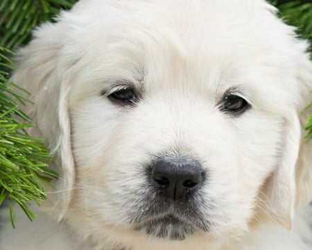 Puppy - animal, cute, puppy, craciun, christmas, white, fir, dog, green