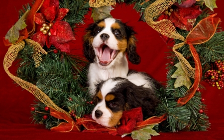 Merry Christmas! - red, animal, cute, puppy, craciun, christmas, couple, dog, green