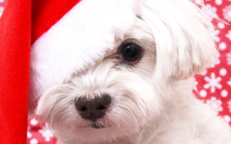 Merry Christmas! - red, funny, animal, cute, puppy, craciun, christmas, white, hat, santa, dog