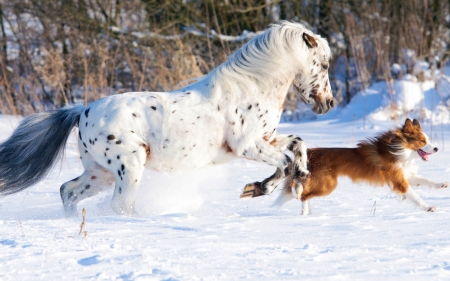 Winter joy - white, animal, winter, run, snow, dog, horse