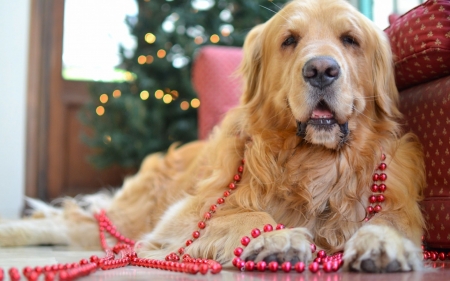 Waiting - craciun, dog, pink, animal, tree, cute, beads, lights