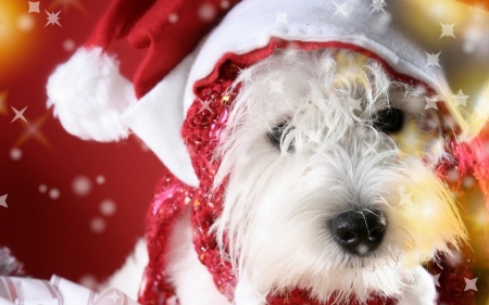 Merry Christmas! - red, animal, cute, puppy, craciun, yellow, christmas, white, dog