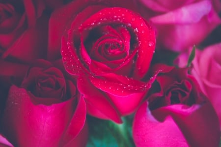 Beautiful Pink and Red Roses - Holiday, Valentines Day, Nature, Flowers