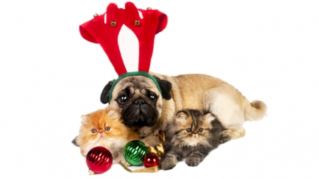 Christma Dog & Cat - cats, animals, dogs, christmas