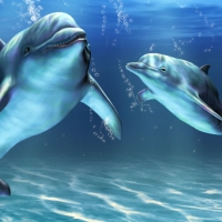 Dolphins