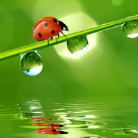 Lady Bug