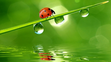 Lady Bug - creatures, cute, lady bug, bugs