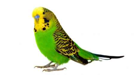 Budgie - animals, cute, budgie, birds