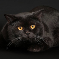 Black Velvet Kitty