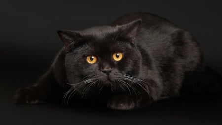 Black Velvet Kitty - kitty, animals, cats, beautiful, cute