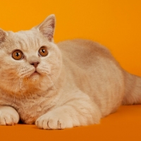 Elegant Kitty