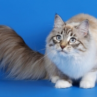 Fluffy Kitty