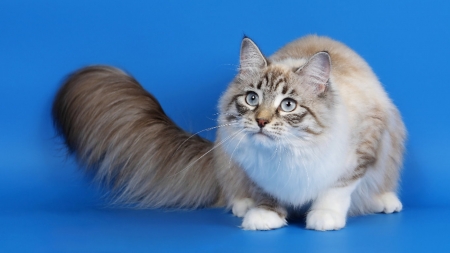 Fluffy Kitty - kittens, animals, cats, beautiful, cute