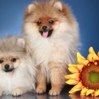 Pomeranian Spitz