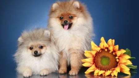 Pomeranian Spitz - animals, dogs, cute, spitz